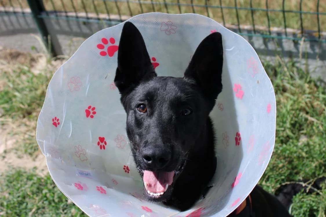 Gromit, male young Labrador Retriever for adoption at SPA Cabourg, Cabourg