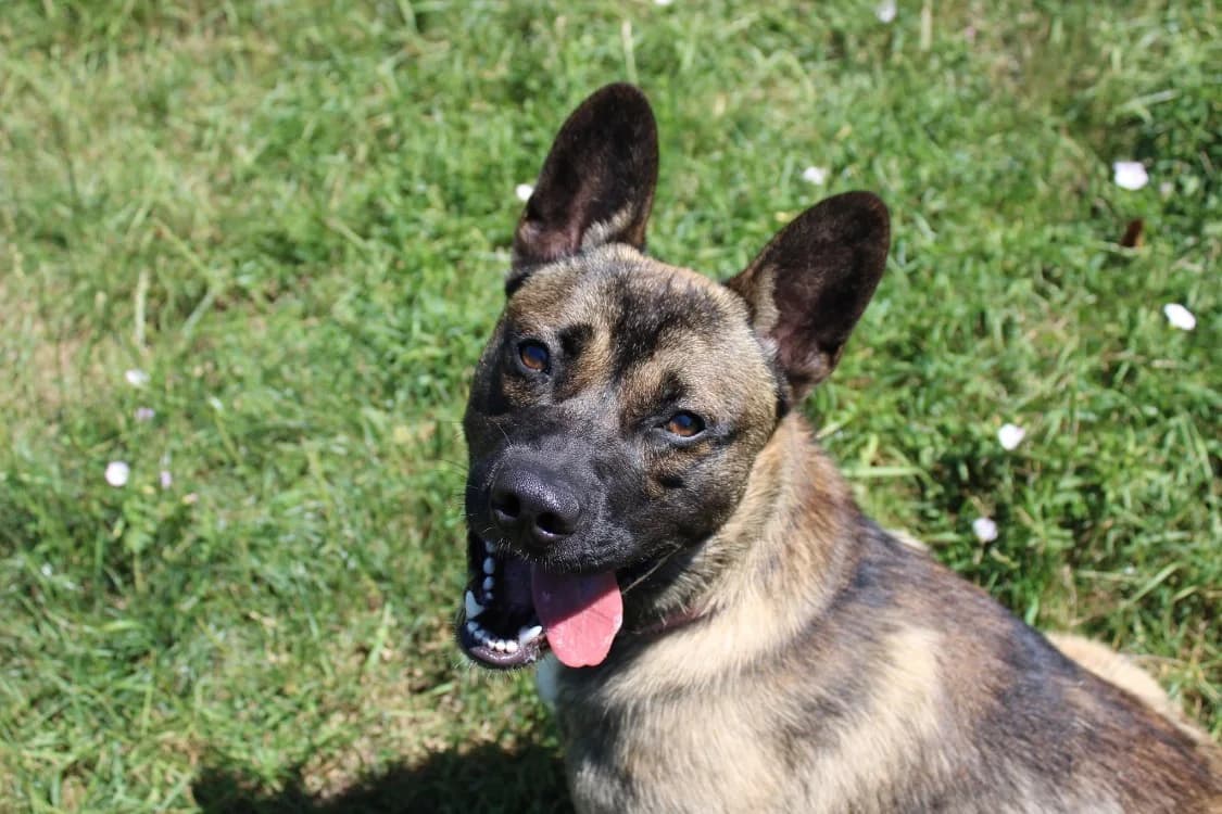 Wallas, male young Mixed Breed for adoption at SPA Cabourg, Cabourg