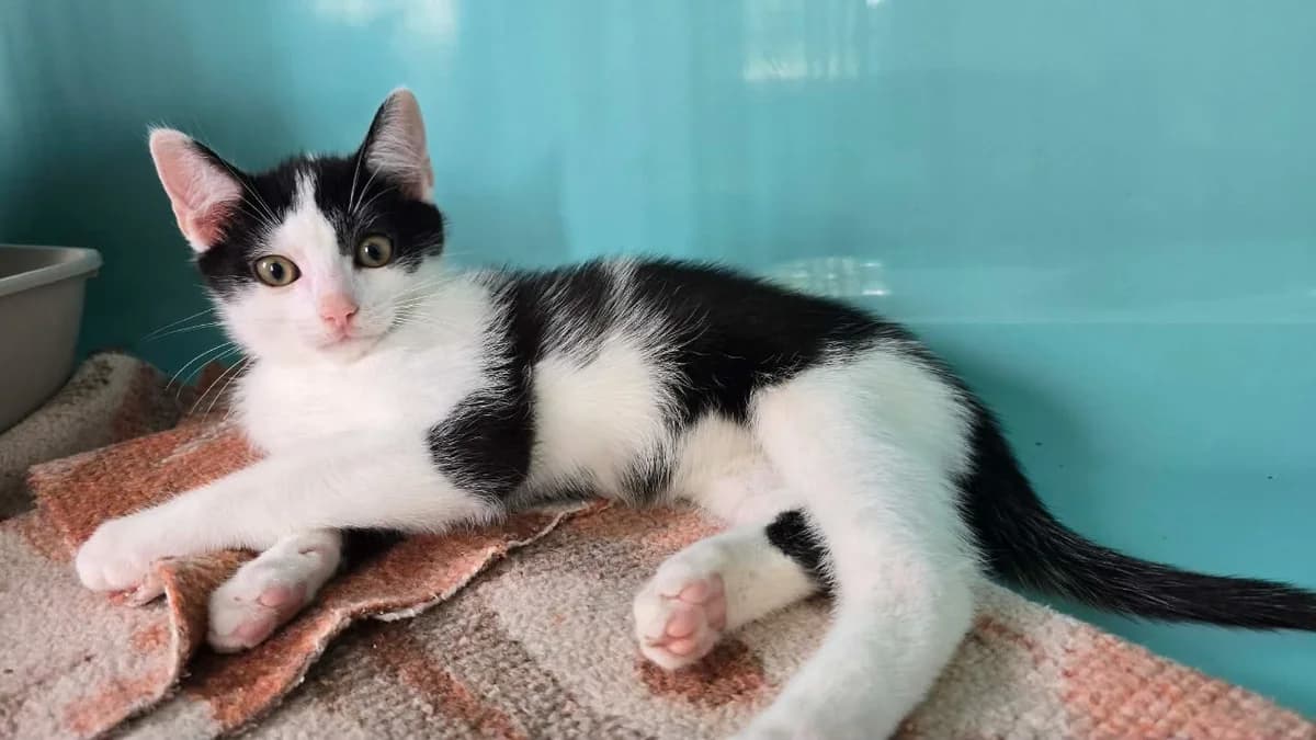 Benjamin, male Mixed Breed for adoption at SPA Cabourg, Cabourg