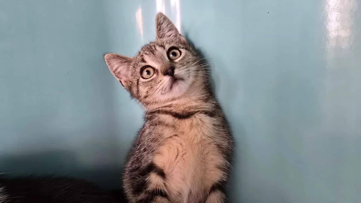 Marianne, female mixed breed for adoption at SPA Cabourg, Cabourg