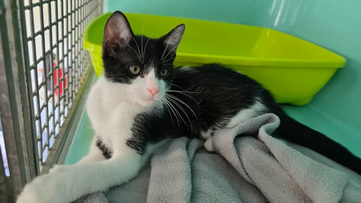 Echo, male Mixed Breed for adoption at SPA Cabourg, Cabourg