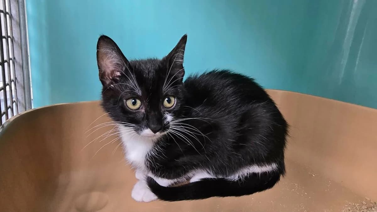 Zoulette, female Mixed Breed for adoption at SPA Cabourg, Cabourg