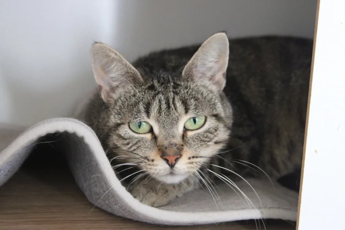 Bérengère, female 5yo Mixed Breed for adoption at SPA Cabourg, Cabourg