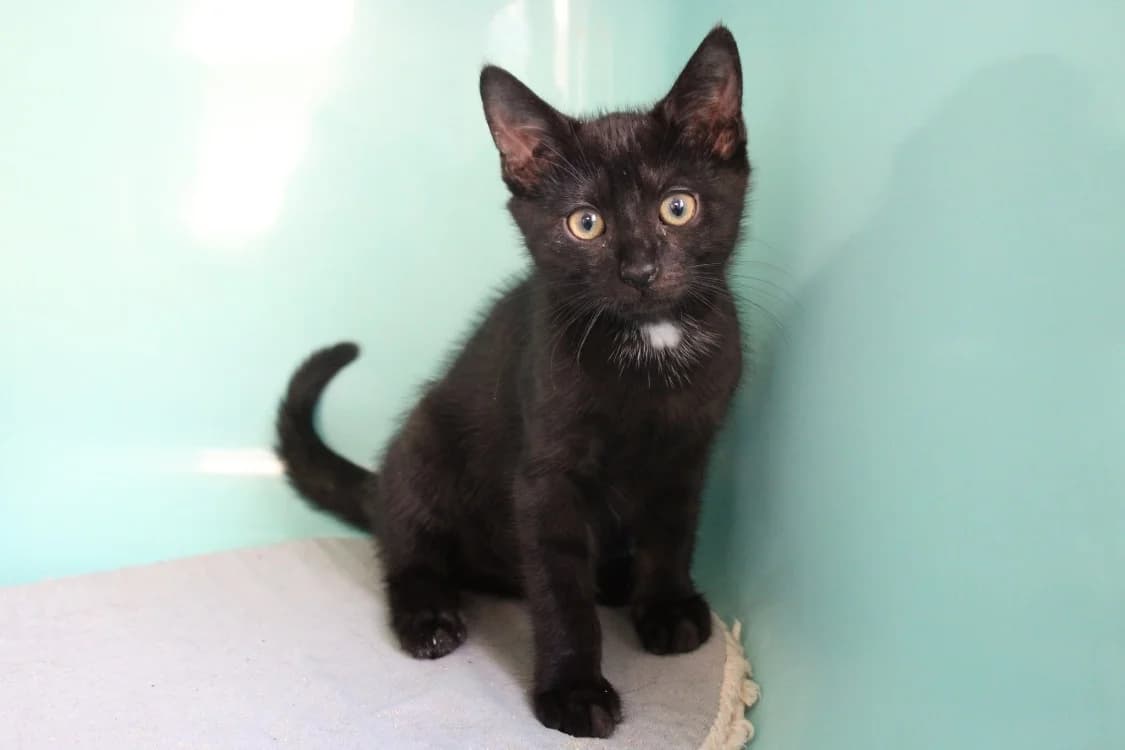 Berliose, male Mixed Breed for adoption at SPA Cabourg, Cabourg