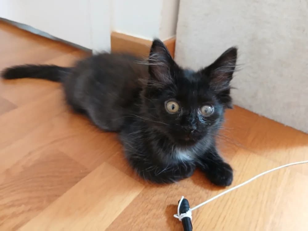 Chase, male Mixed Breed for adoption at SPA Cabourg, Cabourg