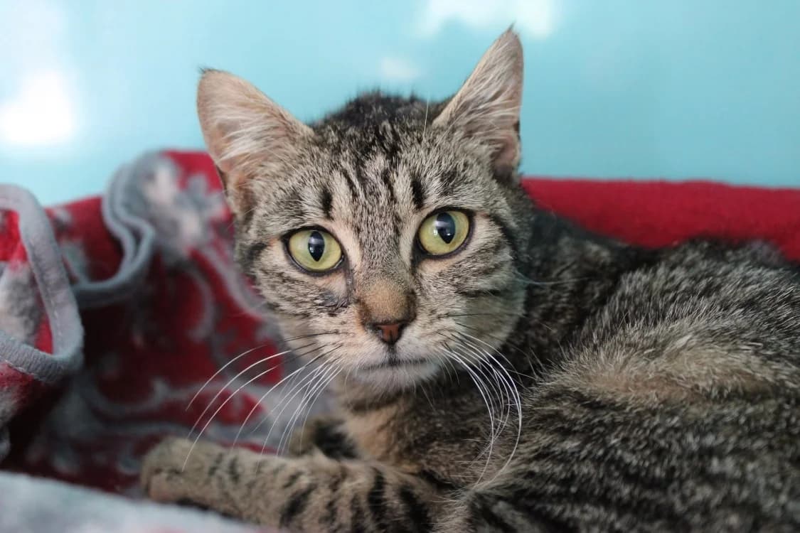 Brigitte, female young Mixed Breed for adoption at SPA Cabourg, Cabourg