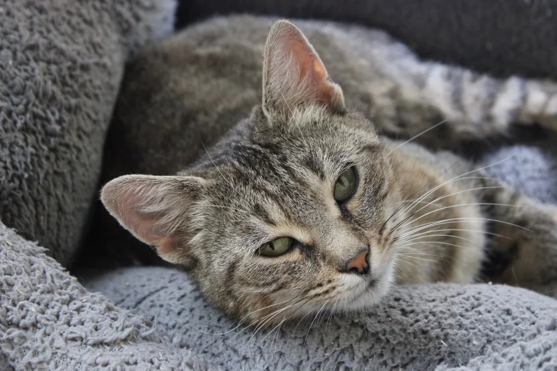 CHOUQUETTE, female young Mixed Breed for adoption at SPA Cabourg, Cabourg