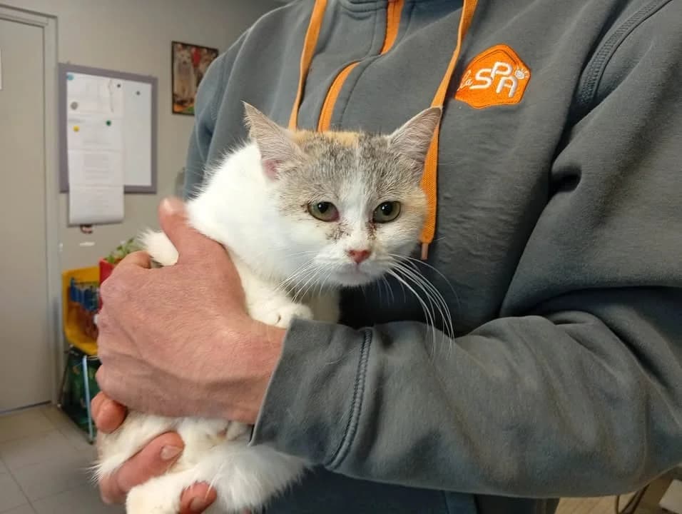 ELZA, female senior Mixed Breed for adoption at SPA Cabourg, Cabourg