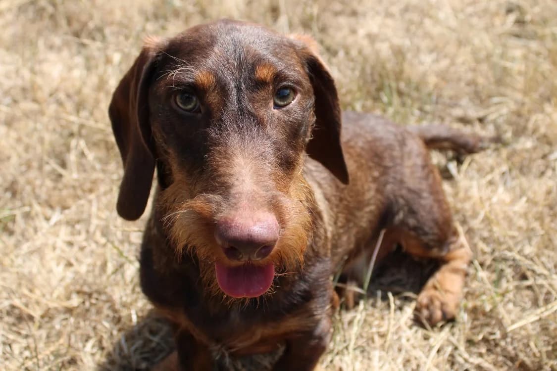 Archibald, male young Dachshund for adoption at SPA Cabourg, Cabourg