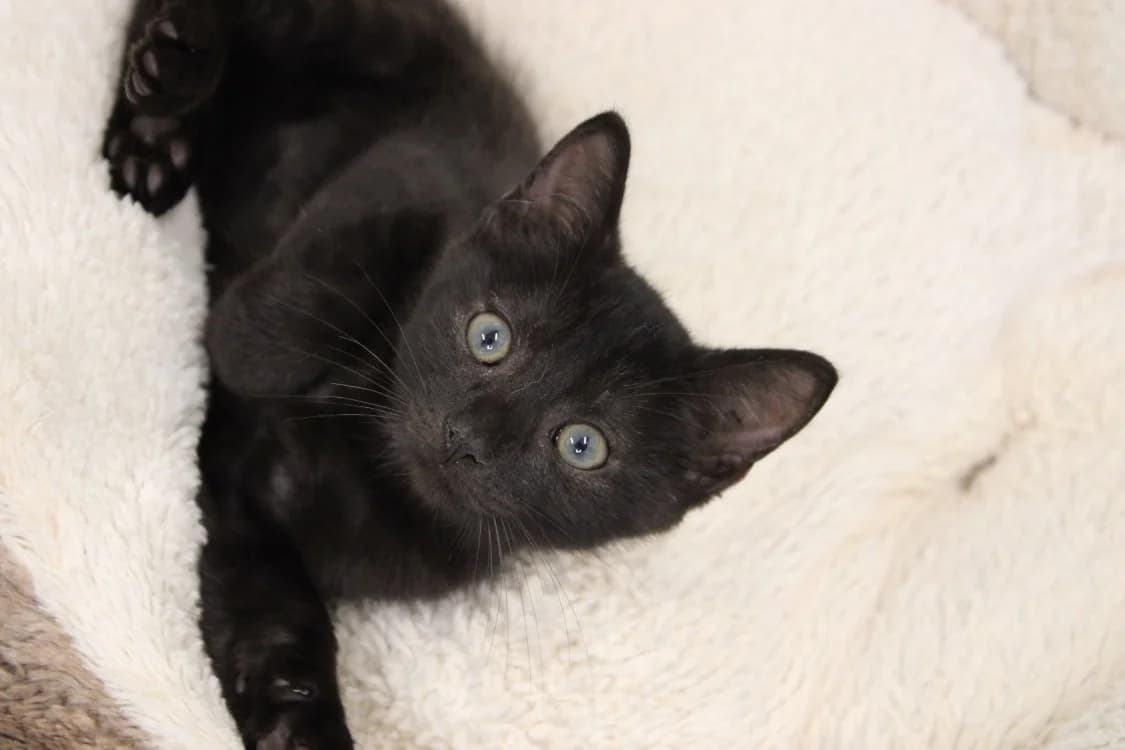 Happy, male Mixed Breed for adoption at SPA Cabourg, Cabourg
