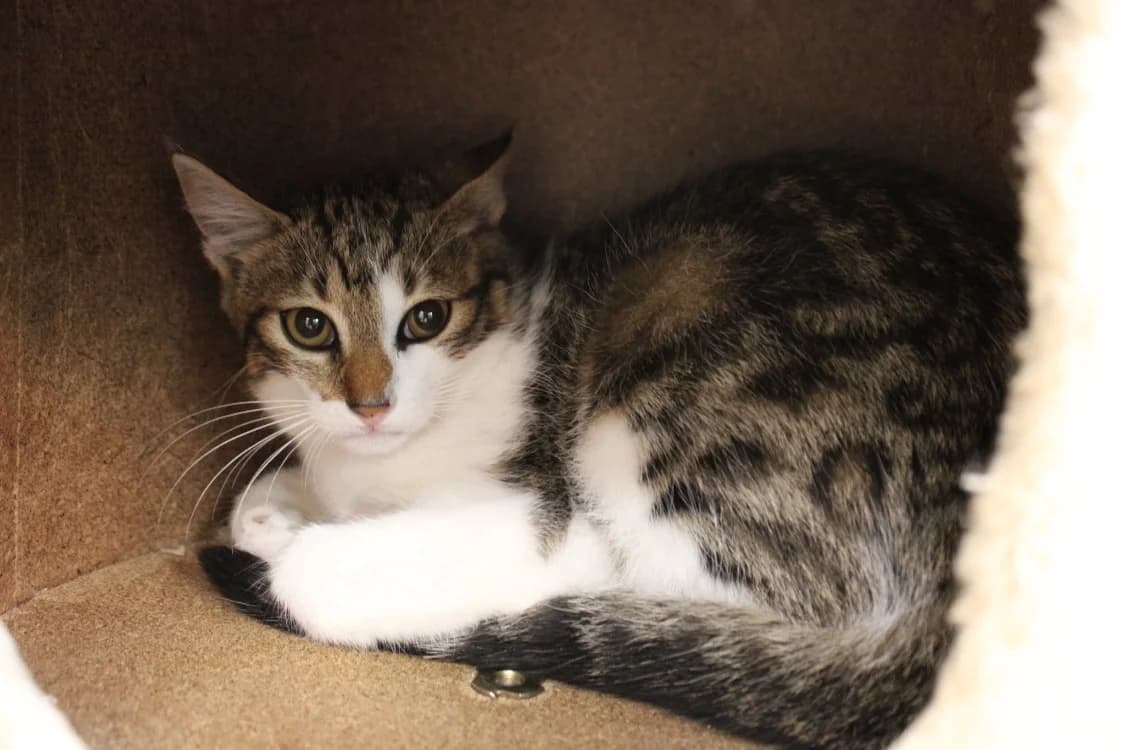 Miette, female mixed breed for adoption at SPA Cabourg, Cabourg