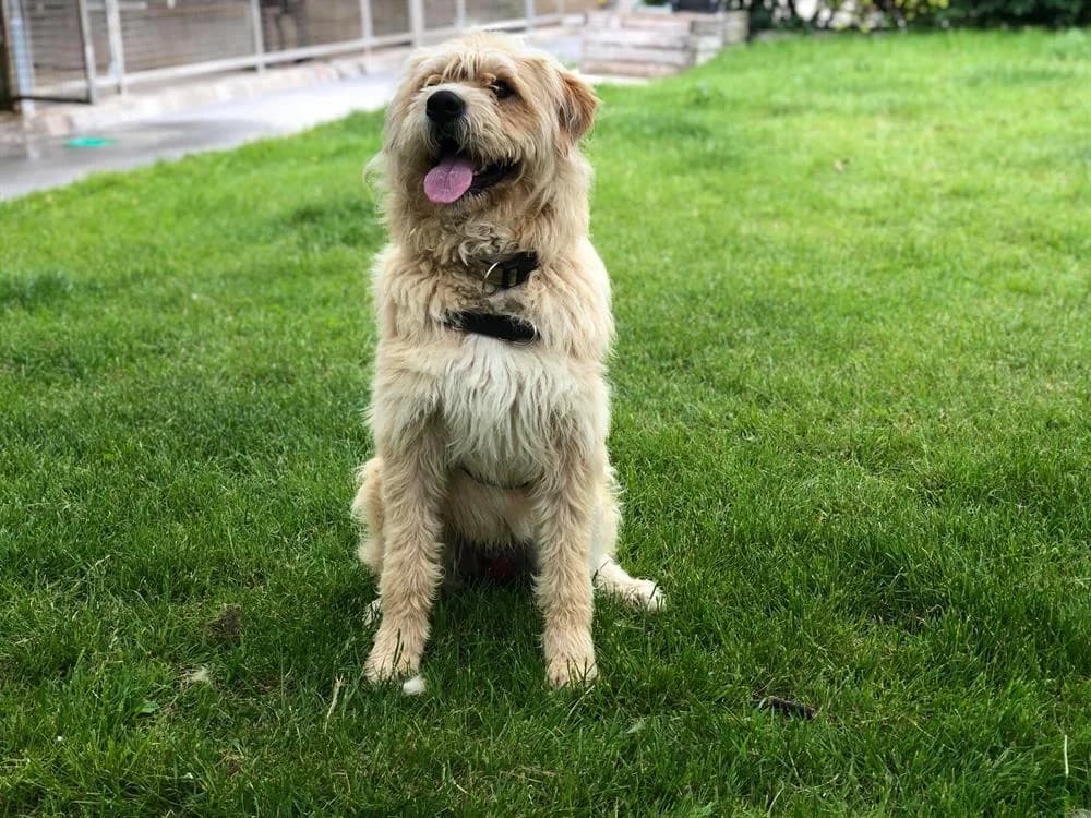 OSCAR, male 7yo mixed breed for adoption at SPA Cabourg, Cabourg