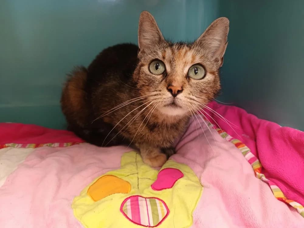 CHATOUNE, female Mixed Breed for adoption at SPA Cabourg, Cabourg