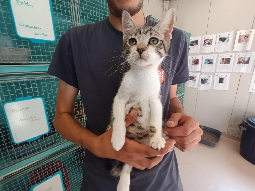 Bounty, male mixed breed for adoption at SPA Cabourg, Cabourg