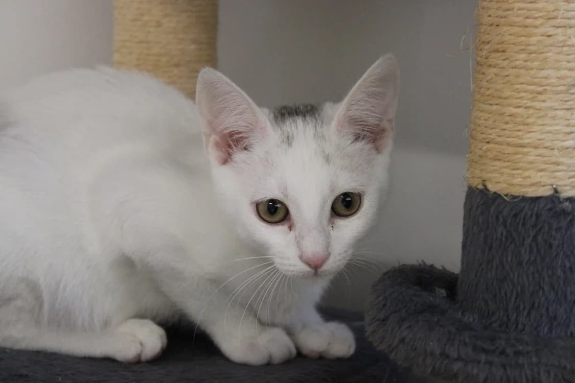 Martine, female mixed breed for adoption at SPA Cabourg, Cabourg