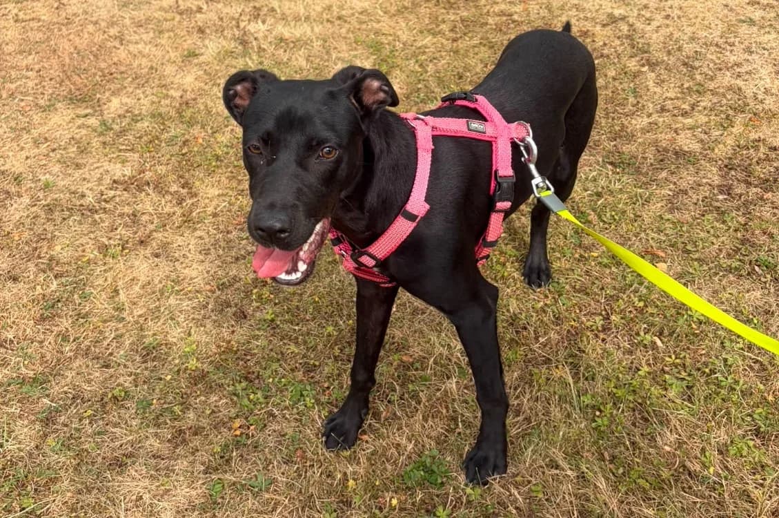 AZOORA, female Labrador Retriever for adoption at SPA Cabourg, Cabourg