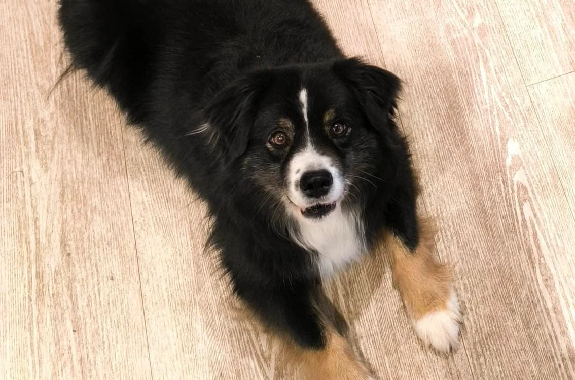 Bobi, male 6yo mixed breed for adoption at SPA Cabourg, Cabourg