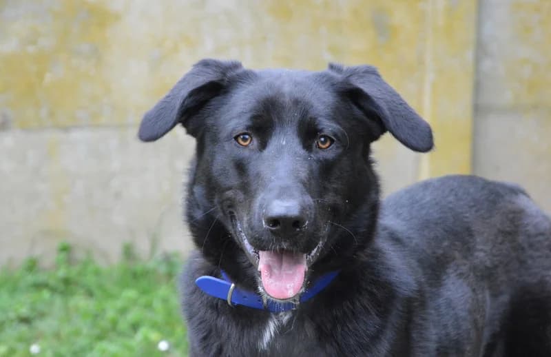 MINOS, male young mixed breed for adoption at SPA Cabourg, Cabourg