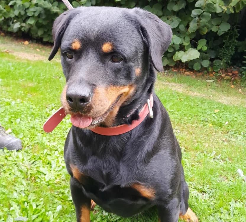 RITA, female 6yo Mixed Breed for adoption at SPA Cabourg, Cabourg
