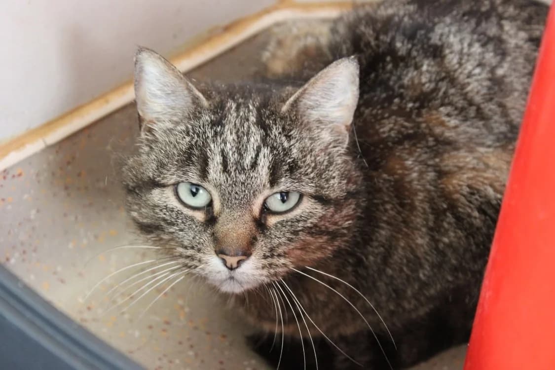 betty, female 3yo Mixed Breed for adoption at SPA Cabourg, Cabourg