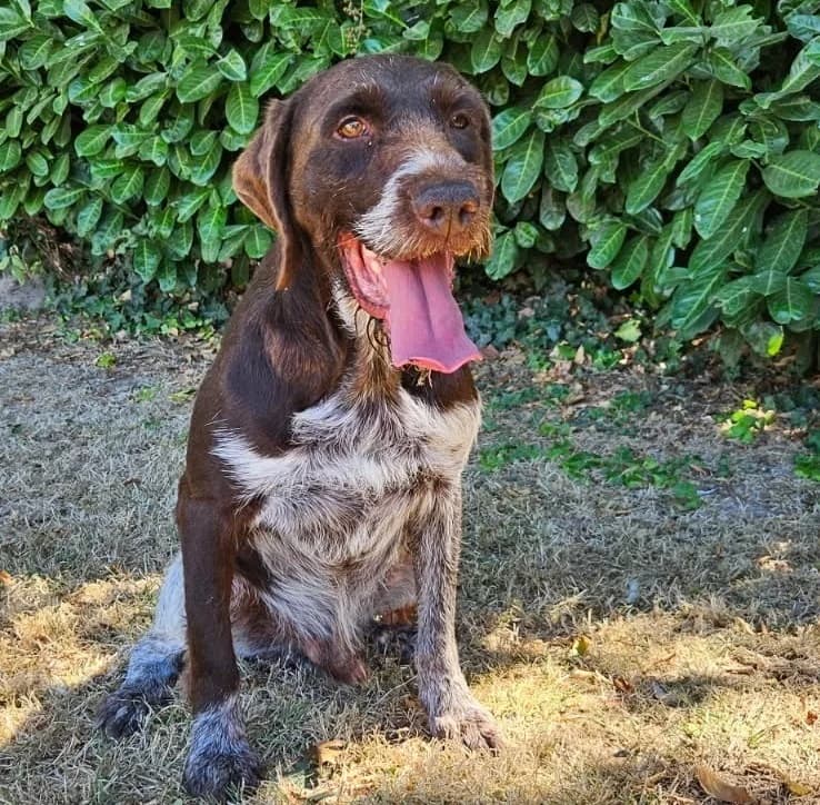 MICHOCO, male 4yo mixed breed for adoption at SPA Cabourg, Cabourg