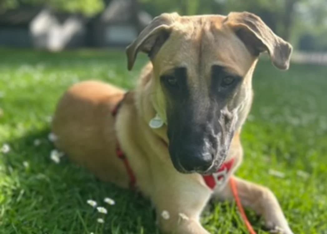 Loki, male young Belgian Malinois for adoption at SPA Cabourg, Cabourg