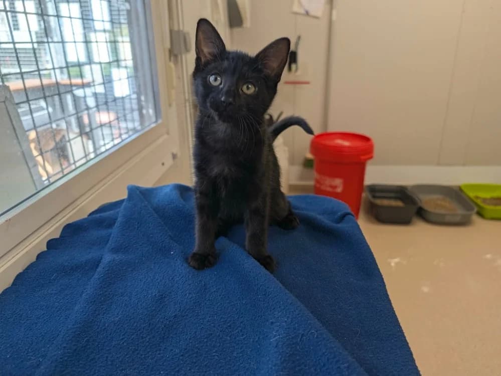 NIGHT, female Mixed Breed for adoption at SPA Cabourg, Cabourg