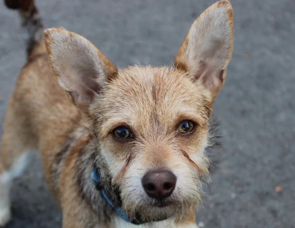 ZED, male mixed breed for adoption at SPA Cabourg, Cabourg