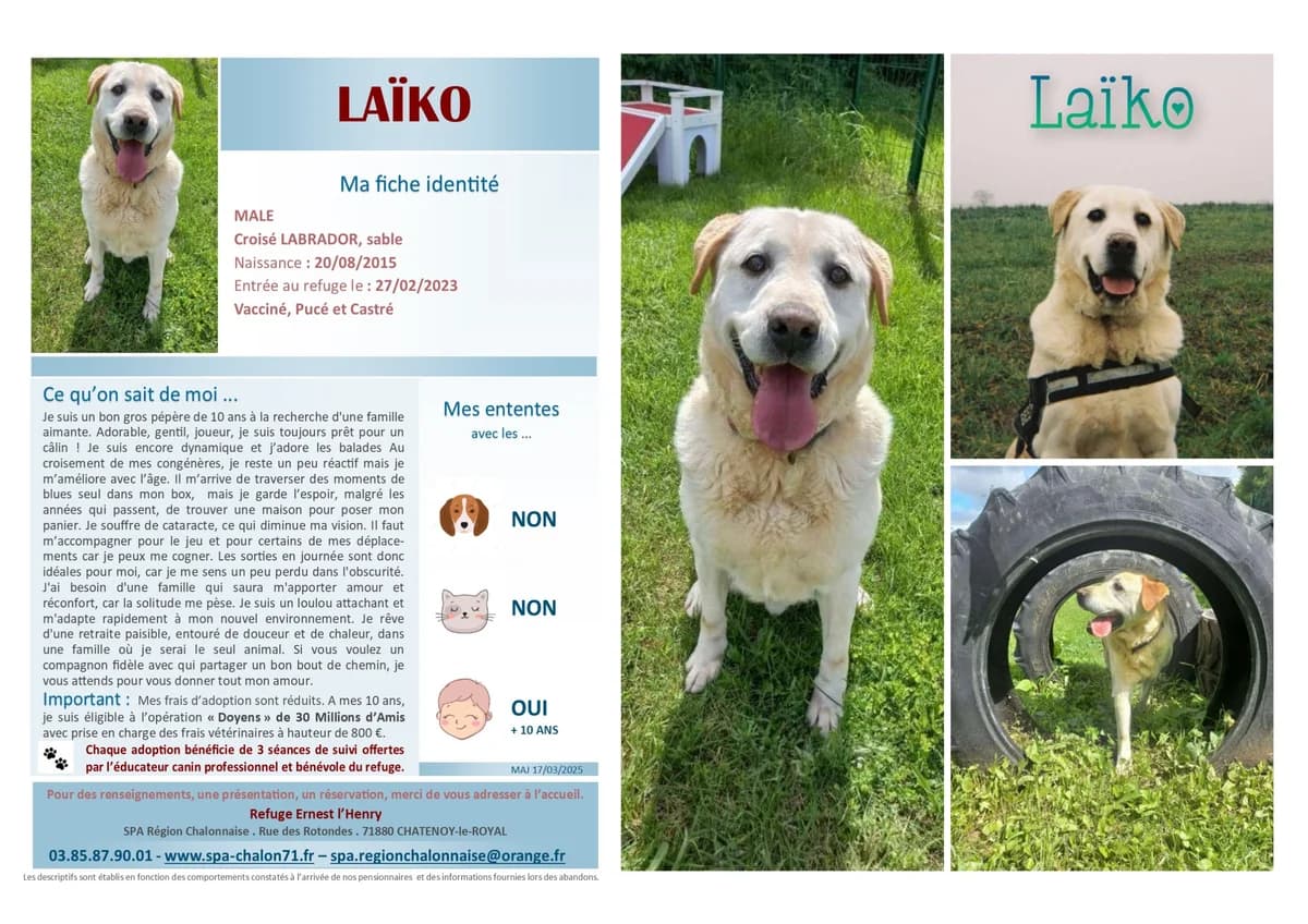 Laiko, Mixed Breed for adoption at SCOOBY, Châtenoy-le-Royal