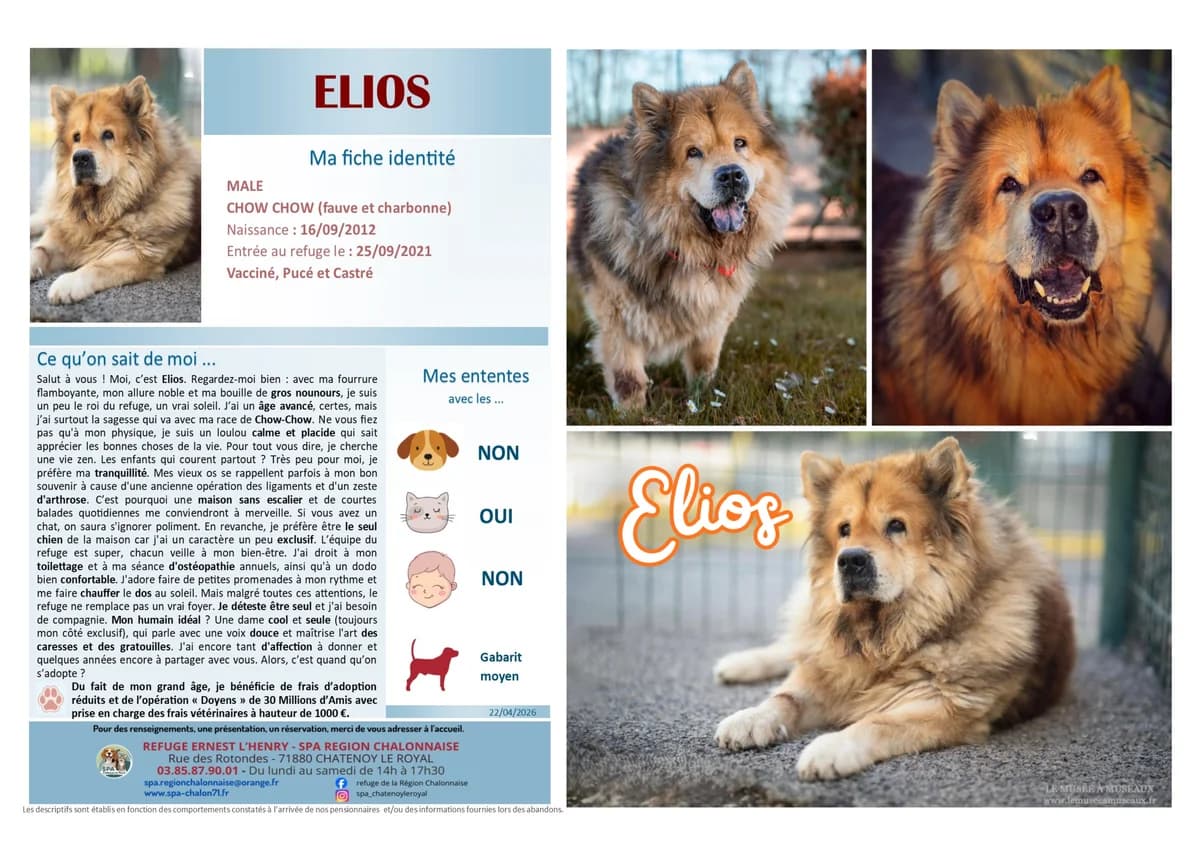 Elios, Mixed Breed for adoption at SCOOBY, Châtenoy-le-Royal