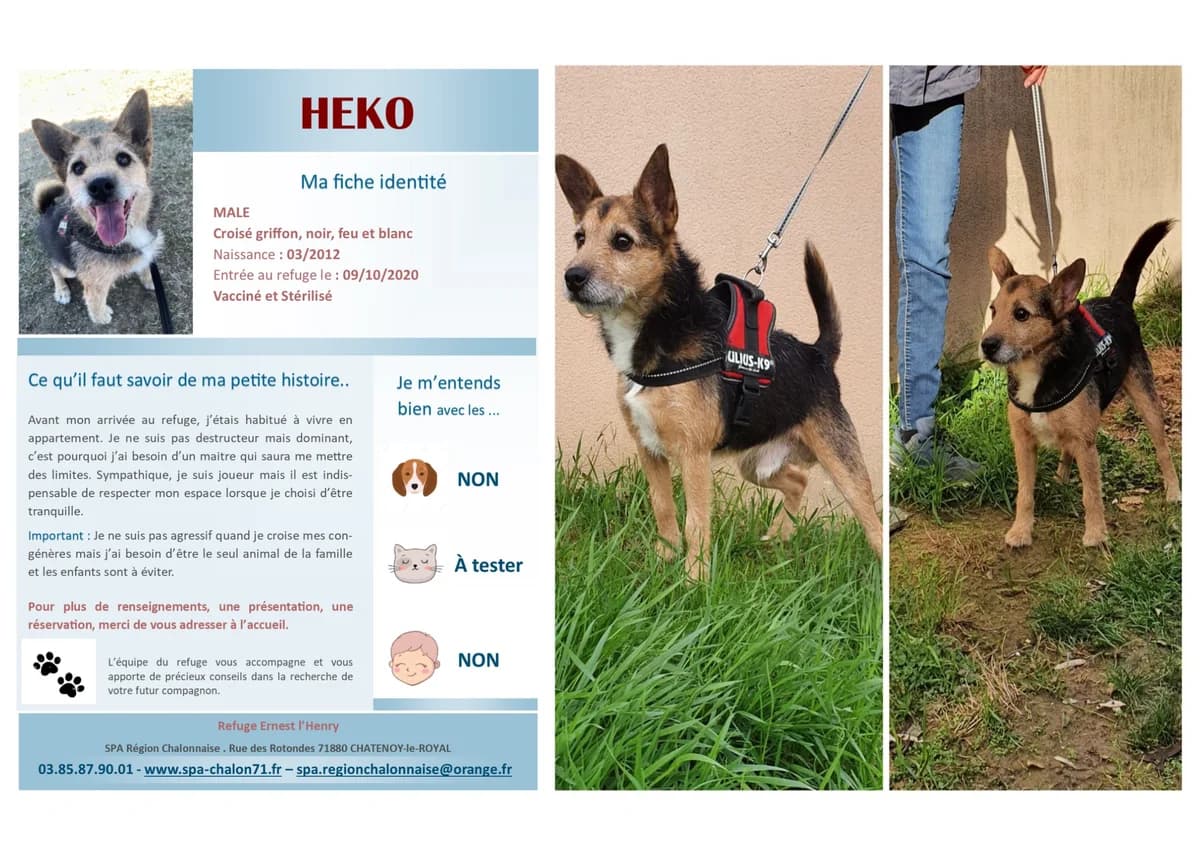 Heko, Mixed Breed for adoption at SCOOBY, Châtenoy-le-Royal