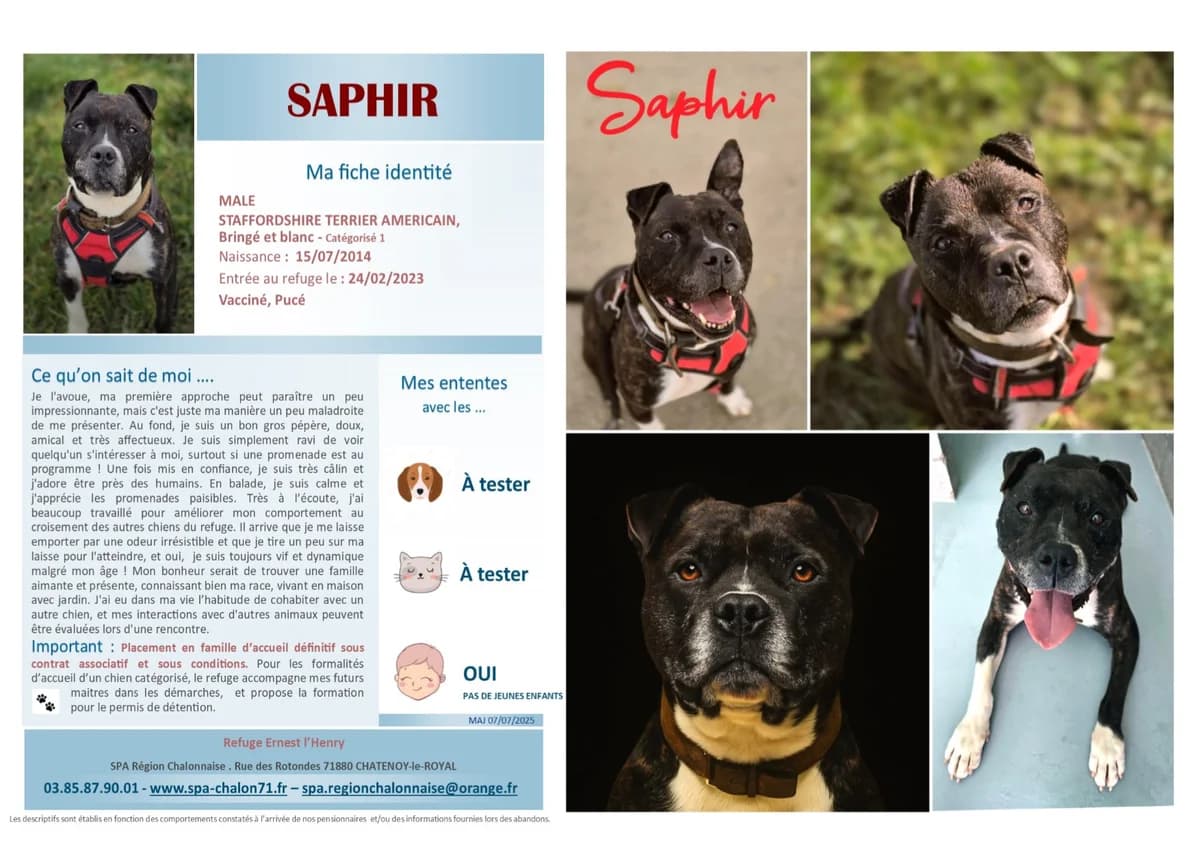 Saphir, Mixed Breed for adoption at SCOOBY, Châtenoy-le-Royal