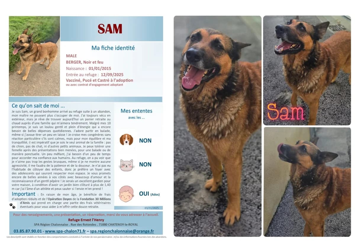 Sam, Mixed Breed for adoption at SCOOBY, Châtenoy-le-Royal