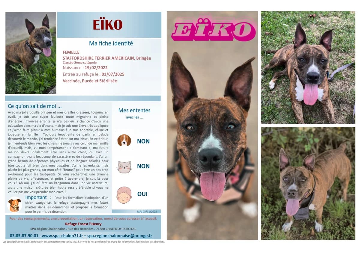 Eiko, Mixed Breed for adoption at SCOOBY, Châtenoy-le-Royal
