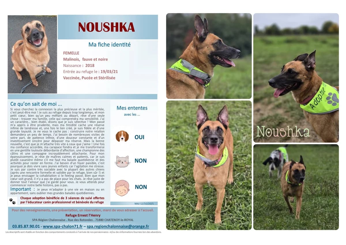 Nouchka, Mixed Breed for adoption at SCOOBY, Châtenoy-le-Royal