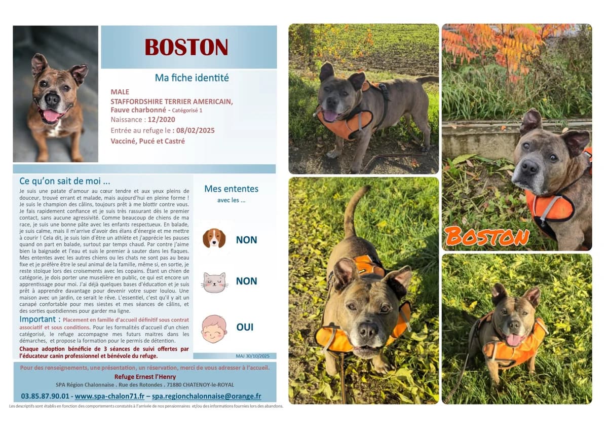 Boston, Mixed Breed for adoption at SCOOBY, Châtenoy-le-Royal