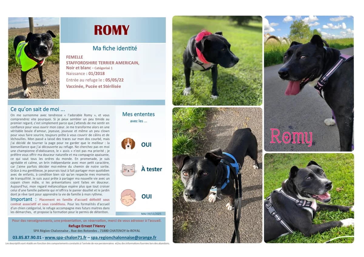 Romy, Mixed Breed for adoption at SCOOBY, Châtenoy-le-Royal