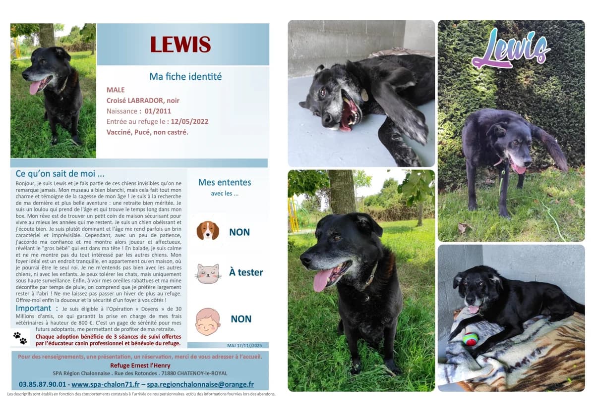 Lewis, Mixed Breed for adoption at SCOOBY, Châtenoy-le-Royal