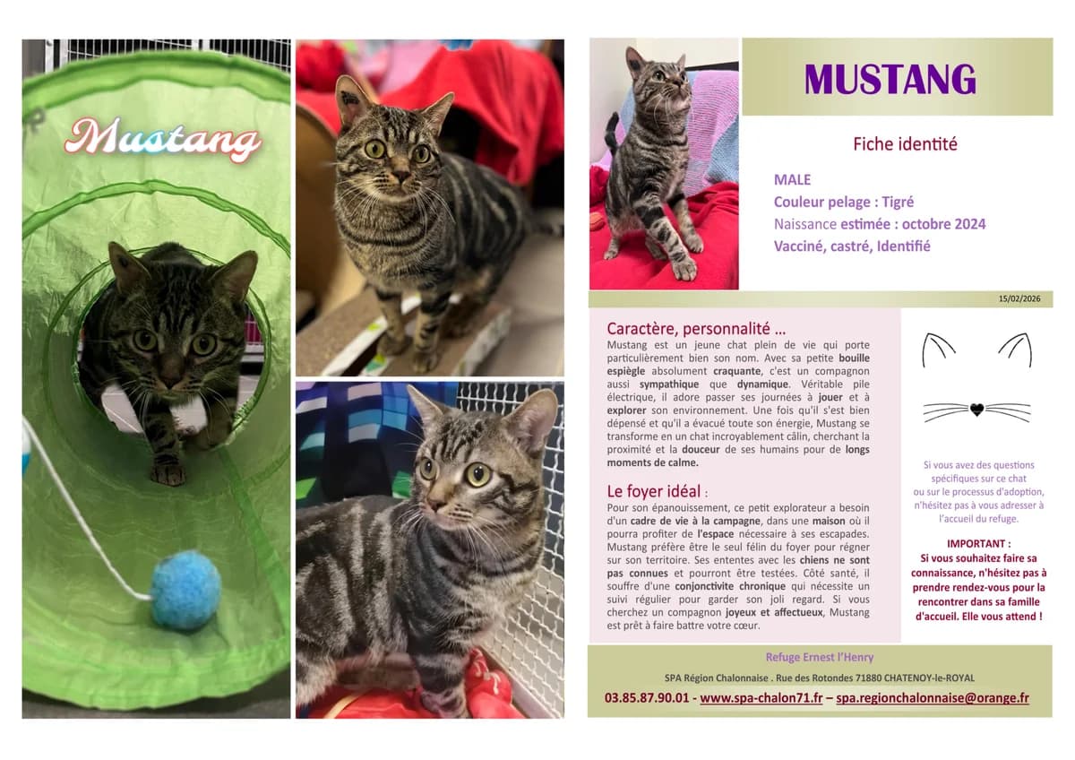 Mustang,  Mixed Breed for adoption at SCOOBY, Châtenoy-le-Royal