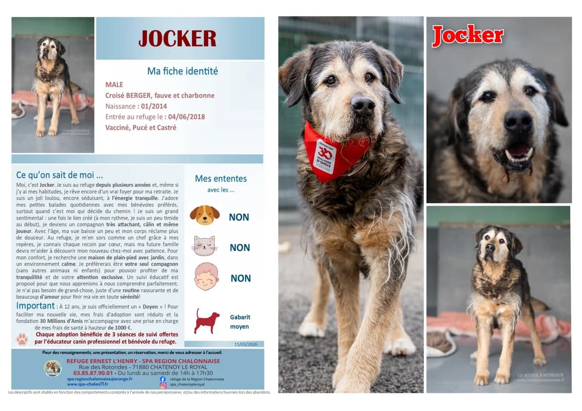 Jocker, Mixed Breed for adoption at SCOOBY, Châtenoy-le-Royal