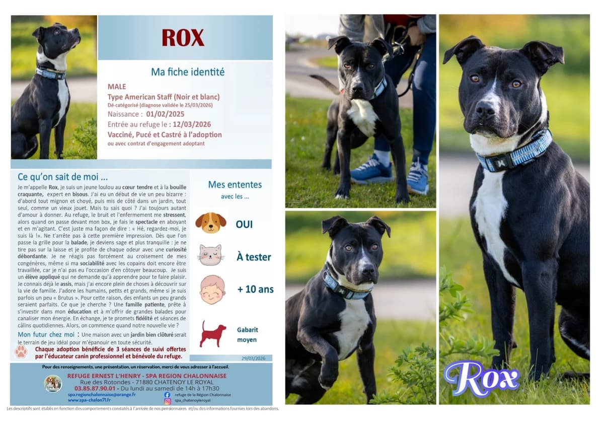 Rox, Mixed Breed for adoption at SCOOBY, Châtenoy-le-Royal