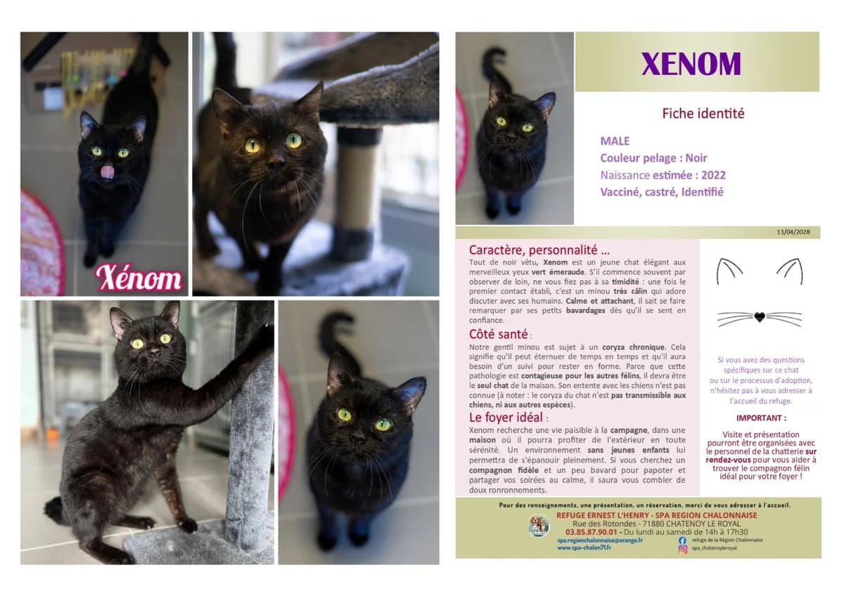 Xenom,  Mixed Breed for adoption at SCOOBY, Châtenoy-le-Royal