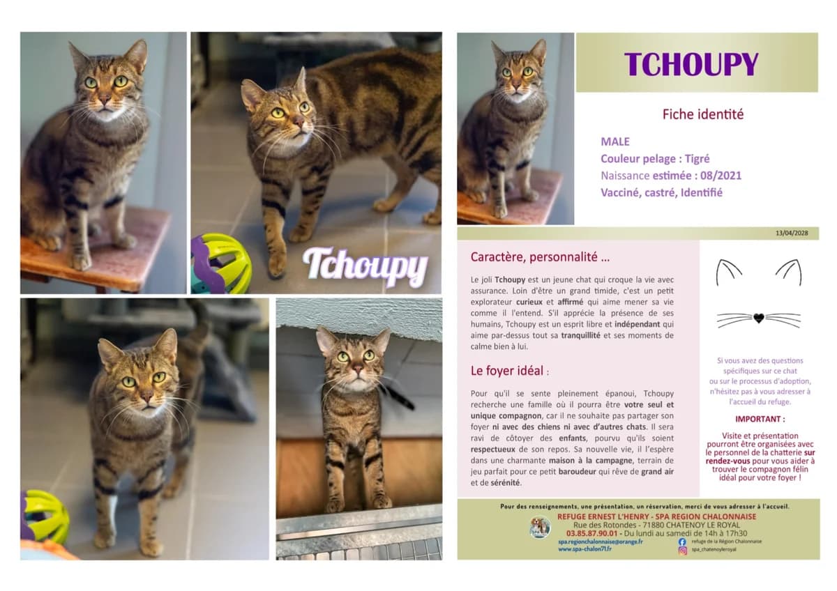 Tchoupy, Mixed Breed (SCOOBY)