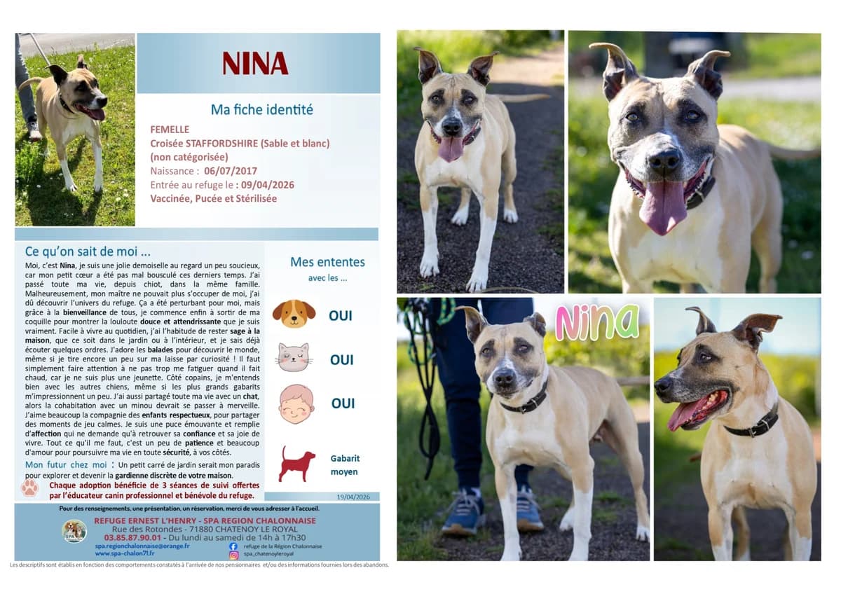Nina, Mixed Breed for adoption at SCOOBY, Châtenoy-le-Royal