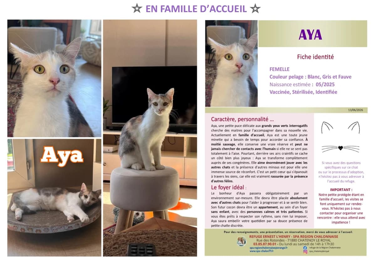 Aya,  Mixed Breed for adoption at SCOOBY, Châtenoy-le-Royal