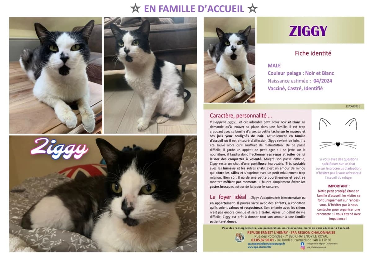 Ziggy,  Mixed Breed for adoption at SCOOBY, Châtenoy-le-Royal