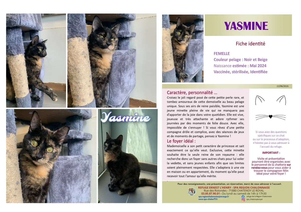 Yasmine,  Mixed Breed for adoption at SCOOBY, Châtenoy-le-Royal