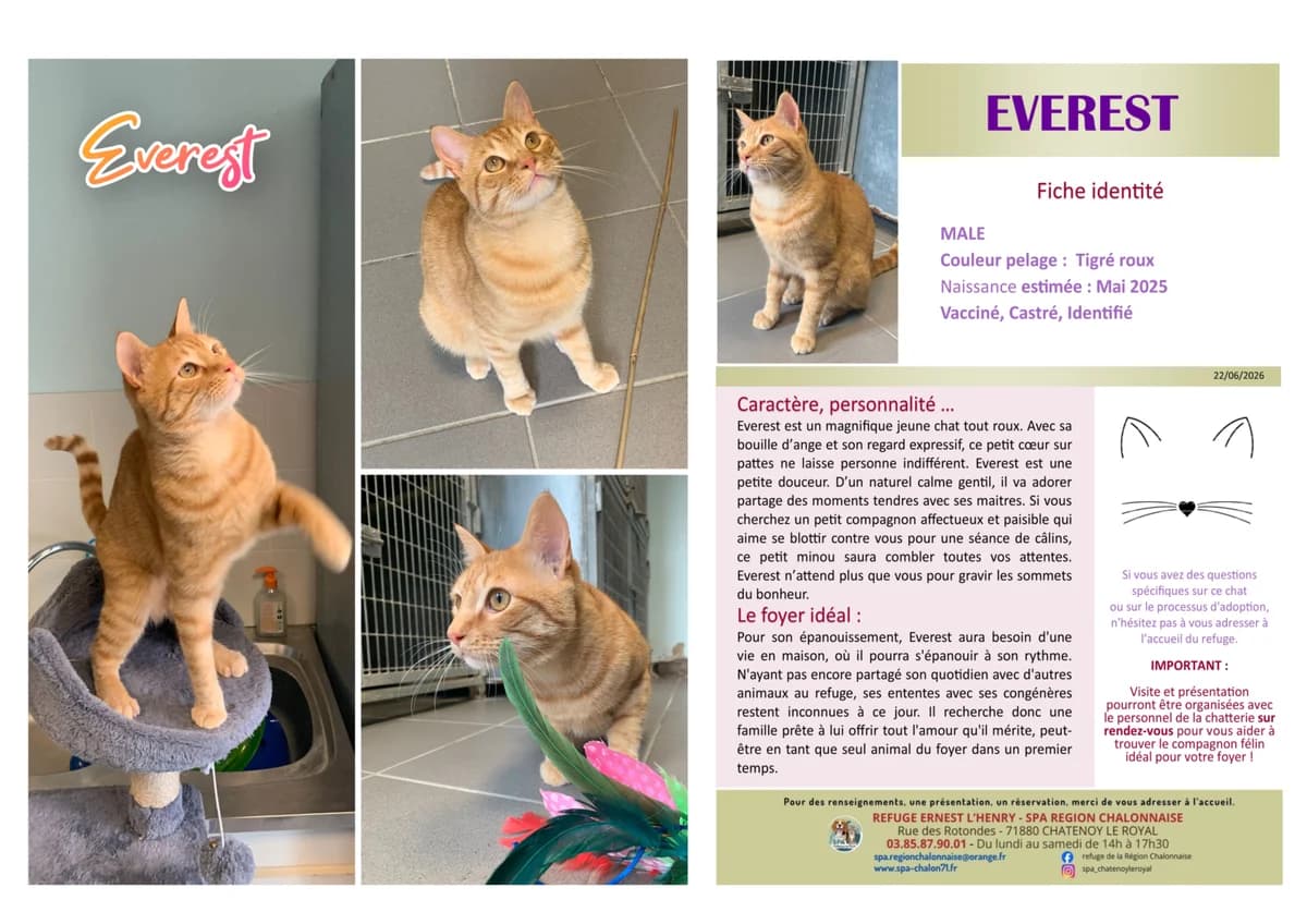 Everest,  Mixed Breed for adoption at SCOOBY, Châtenoy-le-Royal