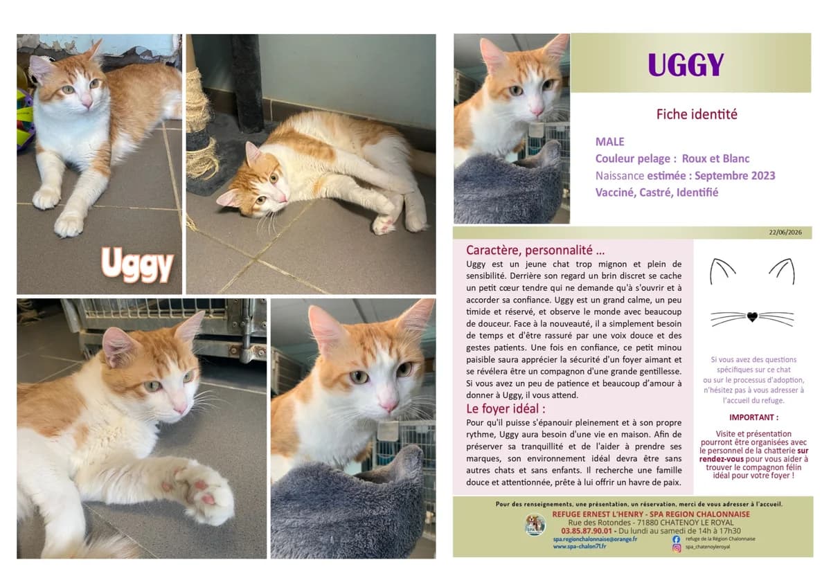 Uggy,  Mixed Breed for adoption at SCOOBY, Châtenoy-le-Royal