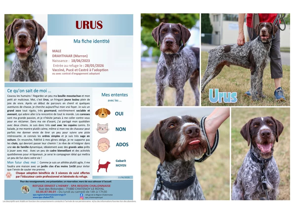 Urus,  Mixed Breed for adoption at SCOOBY, Châtenoy-le-Royal